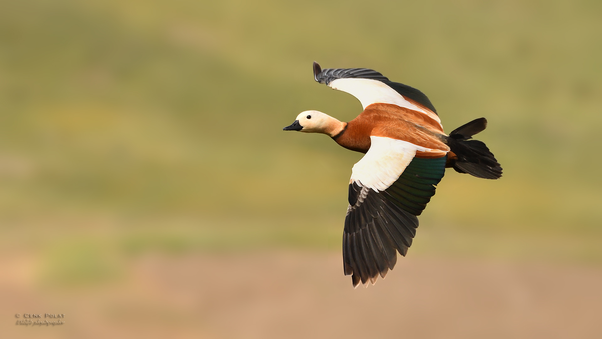 Ruddy Shelduck
